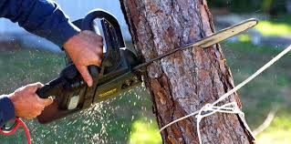 Best Commercial Tree Services  in North Lakeville, MA