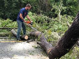 Best Tree Preservation Services  in North Lakeville, MA