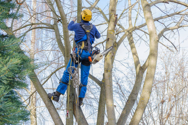 Best Emergency Tree Removal  in North Lakeville, MA