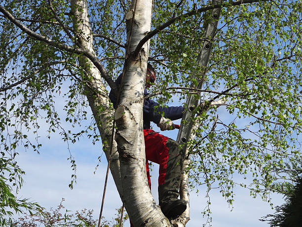  North Lakeville, MA Tree Services Pros