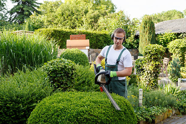 Best Tree Removal  in North Lakeville, MA